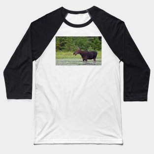 Canadian Moose, Algonquin Park, Canada Baseball T-Shirt